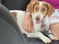 Bal böceği köpeğim