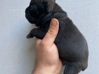 EGZOTİK RENK FRANSIZ BULLDOG YAVRULAR