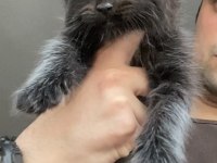 XxxL Maine Coon Erkek Yavrular (yurt dışı şecereli dereceli)