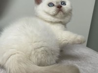 A+ BLUEPOİNT ORJİNAL BRİTİSH SHORTHAİR YAVRULAR