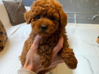 Eğitilebilir Toy Poodle Yavruları ile Evinize Neşe Katın