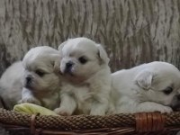 Yorkshire terrier kalite demektir