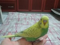 Evdeki kendi muhabbet kuşlarımın yavruları