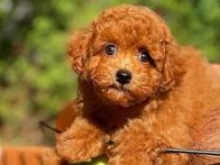Toy poodle dişi ve erkek Yavrularımız