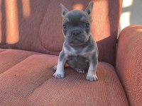 BLUE-TAN FRENCH BULLDOG PUPPY