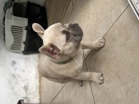 Yavru fazlalıktan french bulldog