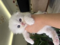 Bembeyaz Mavi Gözlü Scottish Fold Yavrular