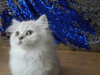Sağlıklı ve oyuncu bebek british longhair