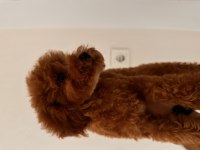 Toy Poodle Dişi Yavru