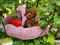 Toypoodle Yavrularımız