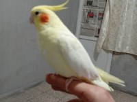 Ele alışkın sultan papağanları
