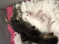 Scottish fold silver tabby