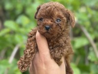 EXOTİC PET CLUB GÜVENCESİYLE HEMEN TESLİM POODLE YAVRULAR