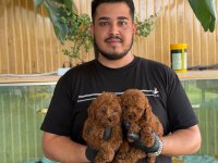 Toy Poodle Yavruları