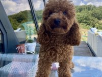 Toy Poodle Erkek Damızlık Hizmeti Deneyimli Sağlıklı