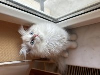 Safkan bebek british longhair