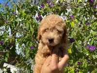 Toy poodle kaliteli yavru