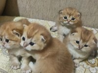 Şampiyon Kan Bağından Gelen Golden NY 11 Ve 12 Kediler