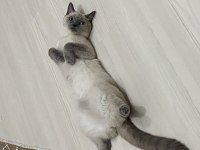 Kedimizi acil sahiplendirmek istiyoruz