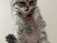 2.5 aylık scottish fold kedimiz yeni yuvasını arıyor