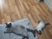 British shorthair blue point