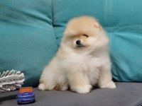 teddy bear boo yavrular taksitle heryere gönderilir