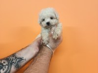 MÜKEMMEL KALİTE MALTESE TERRİER BEBEKLER