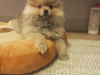 Pomeranian 65 günlük dişi