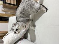 Balıkesir ücretsiz scottish fold kedimizi sahiplendirme