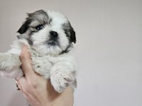 Erkek ve dişi yavru köpeğimiz