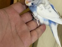 40-45 GÜNLÜK ARASI RENK GÜZELİ 5 BEBEK
