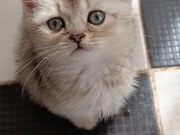Mama ve kum eğitimleri tamam kediler