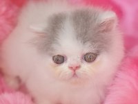 FULL SECERELI EXOTIC SHORTHAIR YAVRULAR