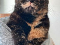 Tortoise shell İyi huylu kedimize bir yuva