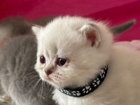 Şirinim şirin british shorthair bebekler teslime hazır