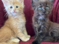 Maine coon deyince tabiki Big Claw