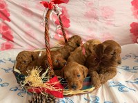 Toy Poodle Yavrularımıza Yeni Yuva Arıyoruz
