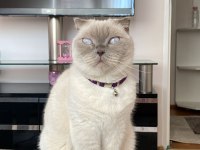 Dişi British Shorthair Sahiplendirilecektir