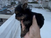 Teacup Yorkshire 0 numara