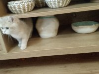 British Shorthair 3 aylık golden