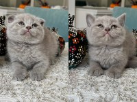 Sağlıklı oyuncu evde büyüyen scottish fold yavrular