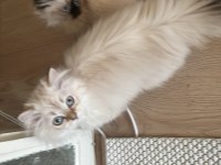 British longhair kedimizi sahiplendirmek