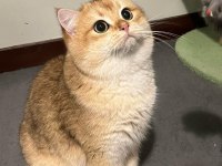 1 Yaşında Kısırlaştırılmış Dişi British Shorthair