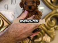 Orijinal Toy Poodle