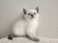 Scottish fold yavrularımız