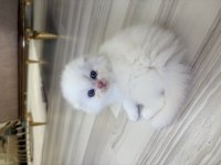 Bembeyaz Scottish Fold Longhair Mavi Gözlü Yavrular