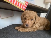 Toy poodle yavrular ırk sağlık garantili