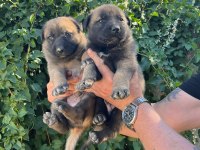 Birinci sınıf belçika malinois yavrular