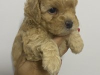 Erkek tam toy poodle maks 3 kg ırk garantili