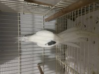 Sultan Papağanı Albino